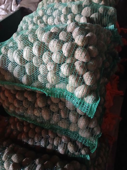 Ziemniaki drobne bellarosa, Soraya