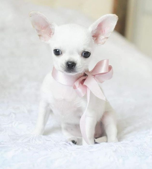 Sunia chihuahua FCI