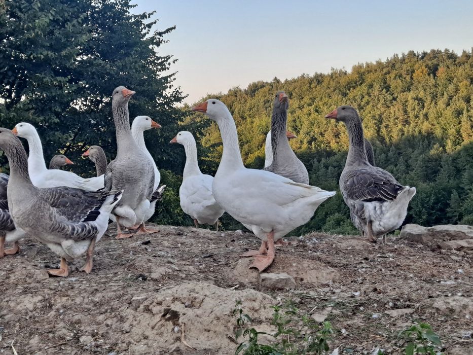 Gęsi landes kołudzkie tuszki