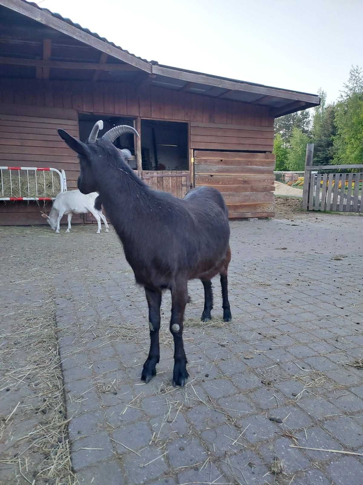 Sprzedam młodą kozę