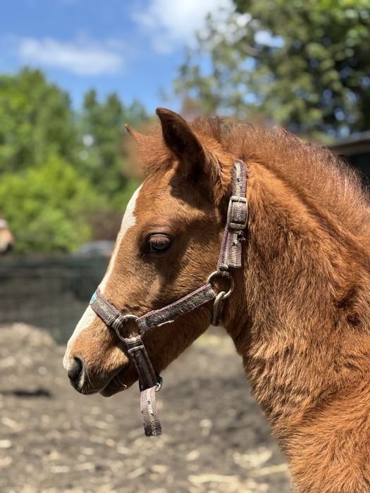 Ogier kon  kasztan malowany  wysoki 140
