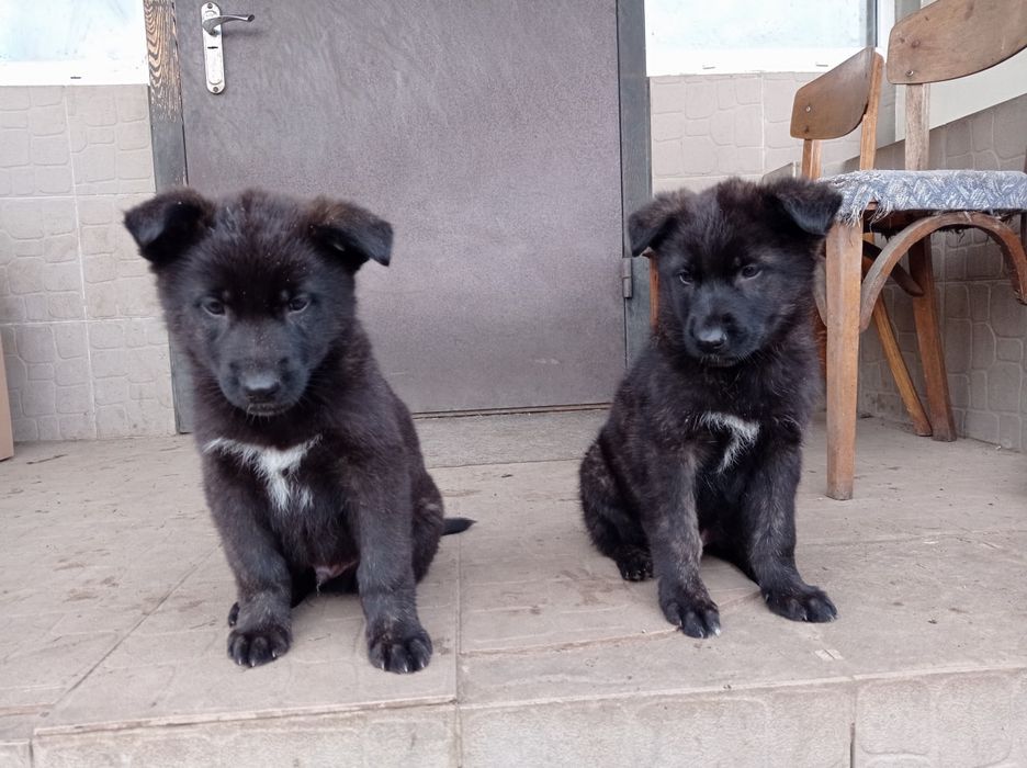 Щенята/цуценята - німецька вівчарка