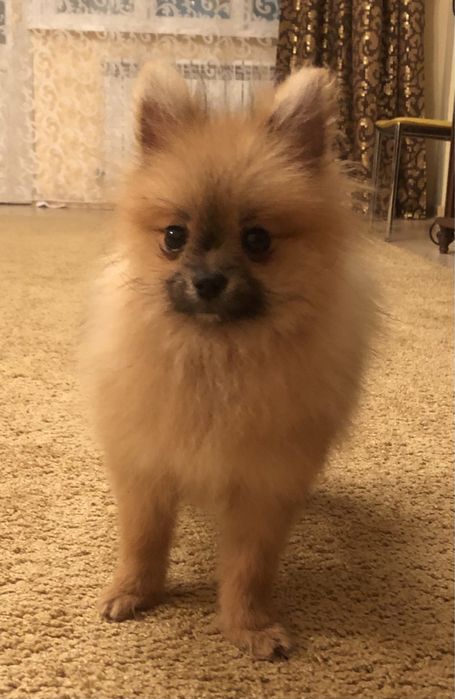 Малышки померашки