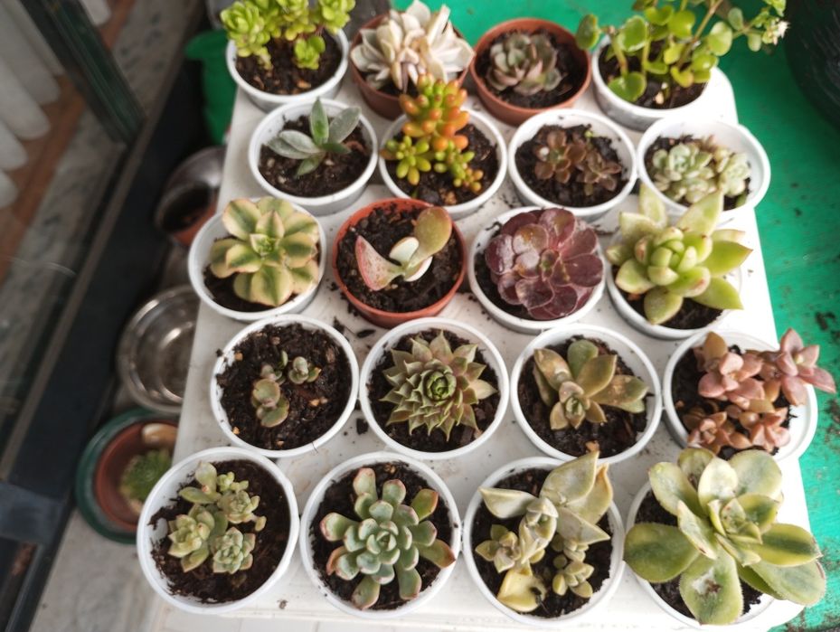 Pequenas suculentas variadas disponíveis