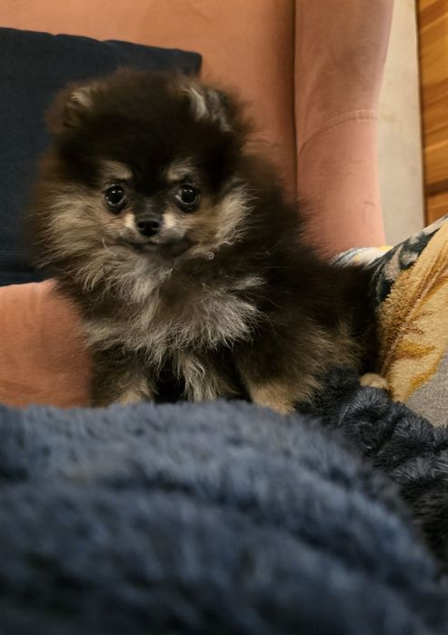 Pomeranian szpic miniaturowy dziewczynka black and tan