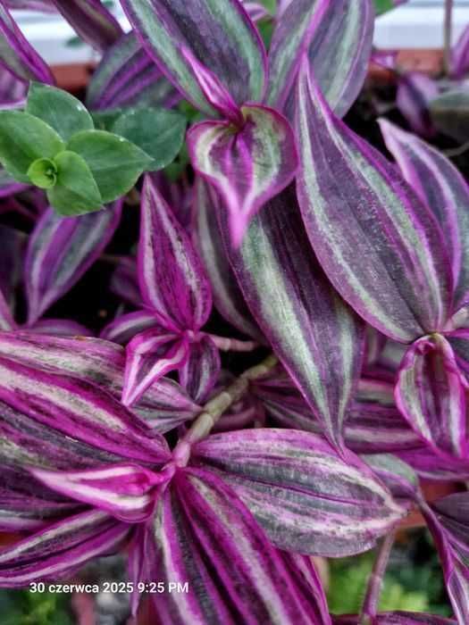 Tradestanica Lawender ,Tiama,Pink Paradise, Silomata