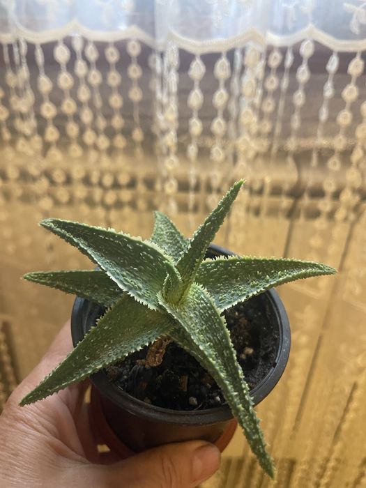 Алое декоративне червоне і зелене