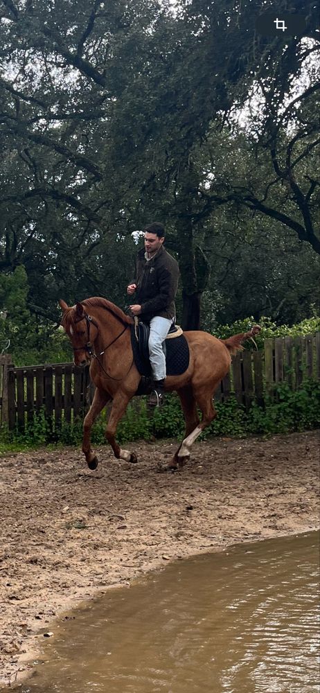 Cavalo alazao 15anos