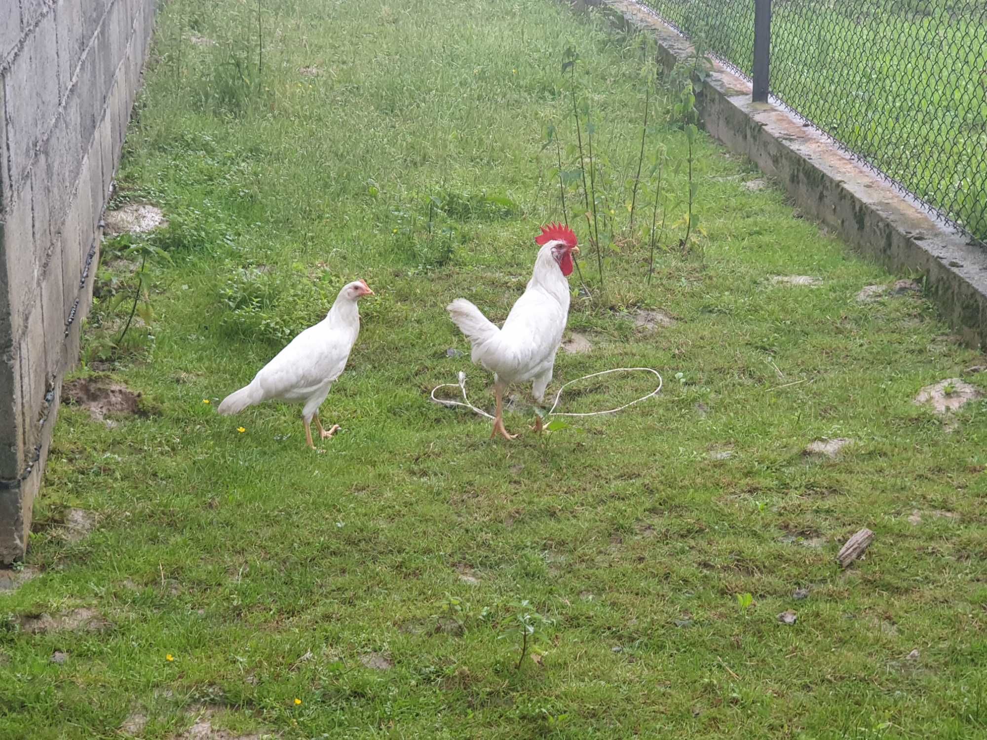 Leghorn pisklęta kurczęta kurczaki kury