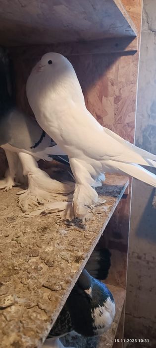 Samiec i samica  25r białe pomorskie