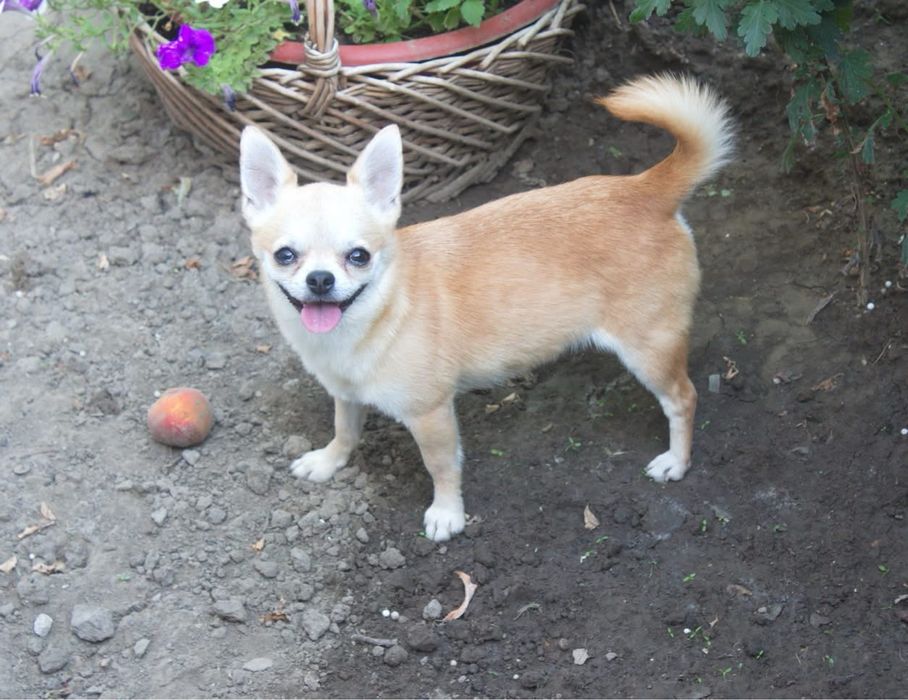 Девочка КСУ в любимицы. Питомник КСУ