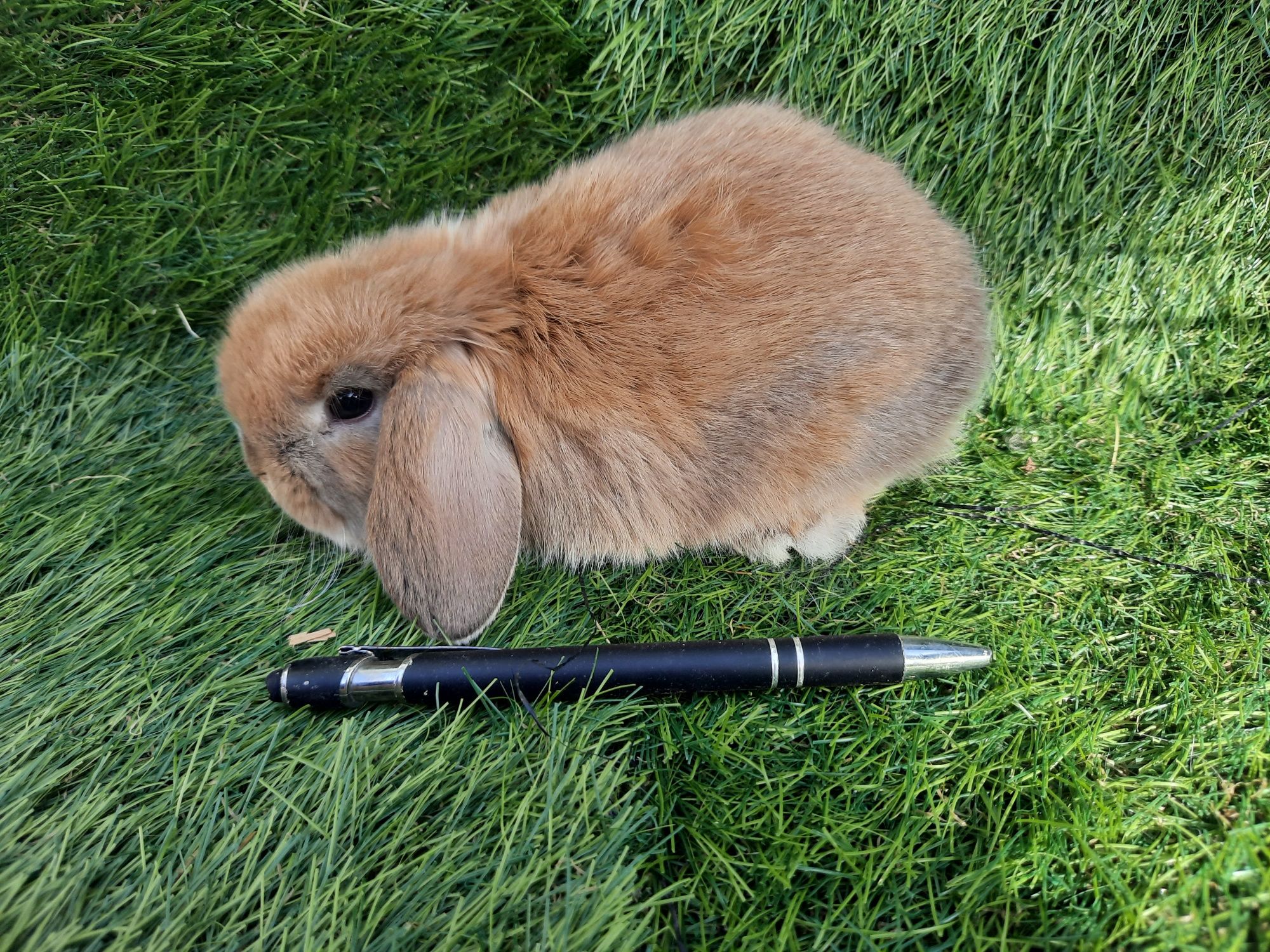 Coelhos anões várias raças