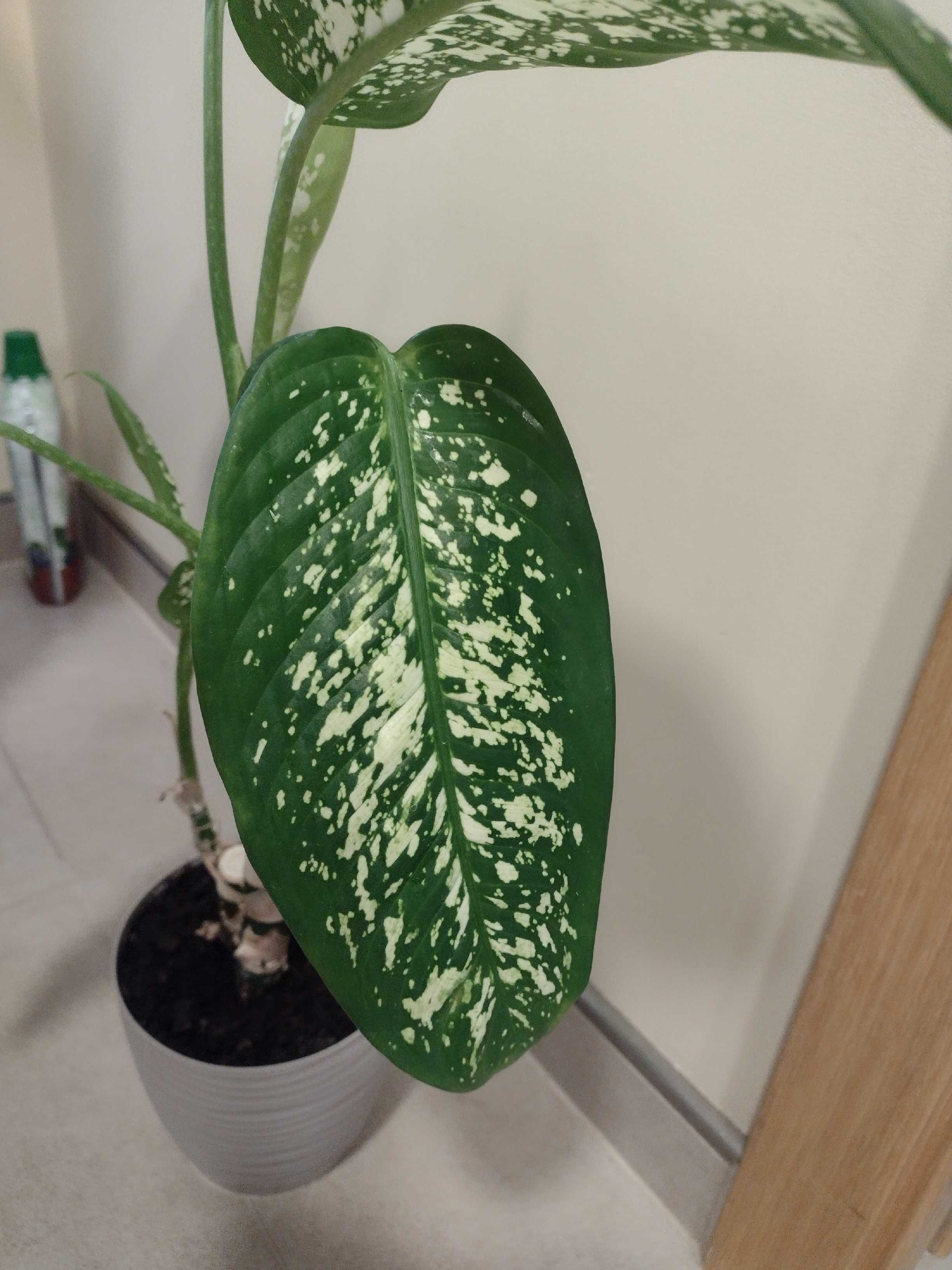 Diffenbachia duża, 50-55cm