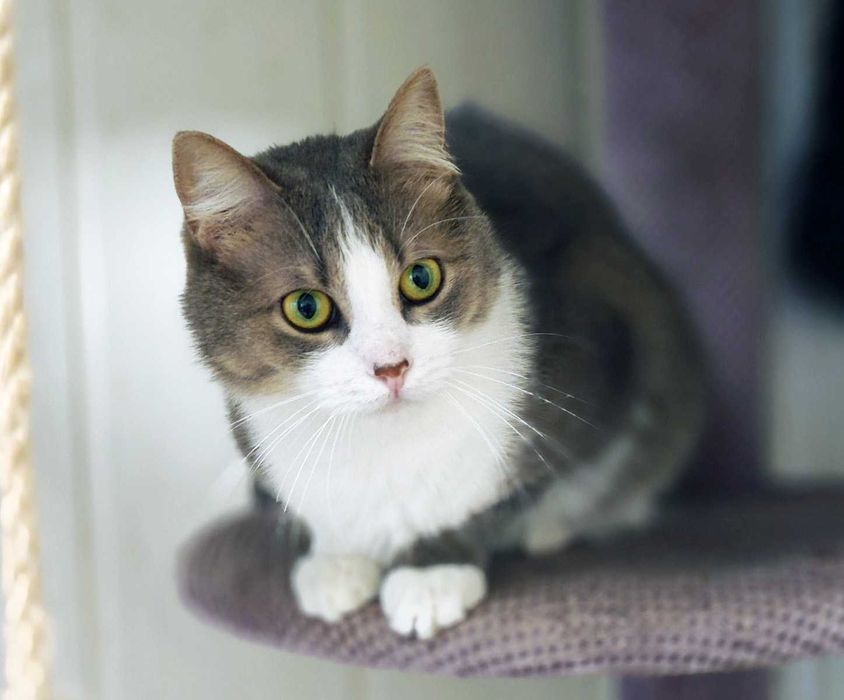 Ніжна кицюня Доллі 1рік шукає домівку! сріблясто-біла кішка кошеня кіт