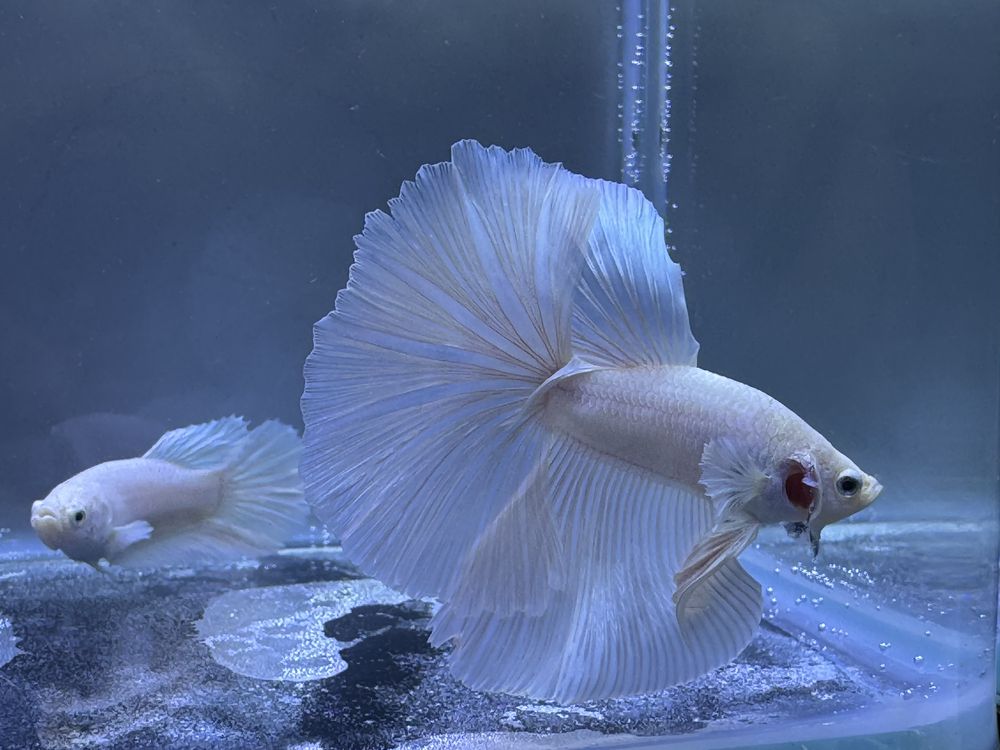 Casal Betta White Platinum Halfmoon