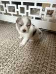 Border Collie Red Merle suczka