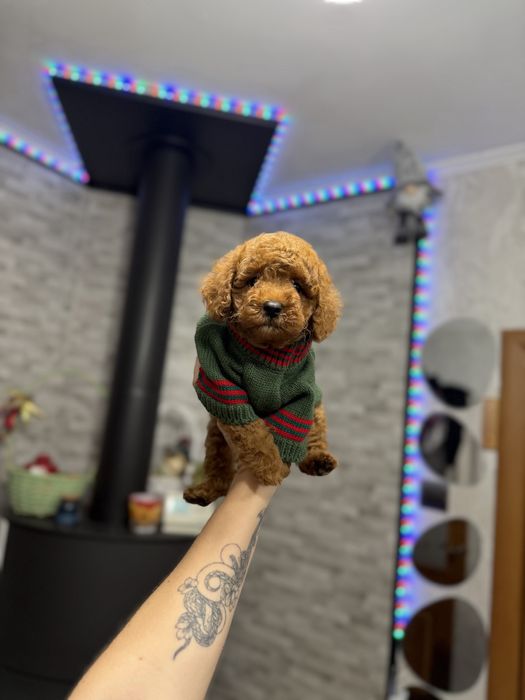 Мальтіпу хлопчики і дівчатка