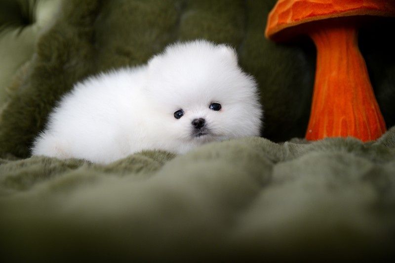 Pomeranian micro xxxs dziewczynka