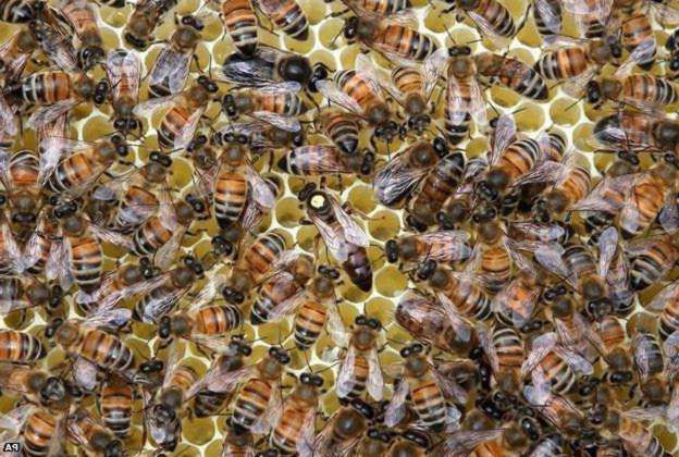 Пчеломатки  Карпатка Карник 250-200 грн доставка по всей Украине