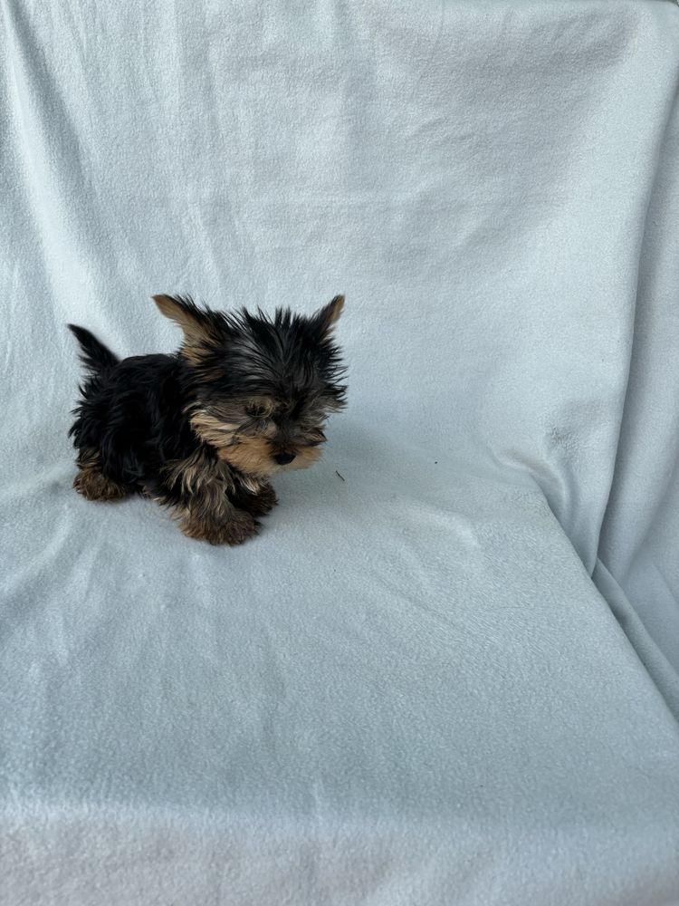 Yorkshire terrier miniatura macho