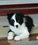 Szczeniak Border Collie -piesek