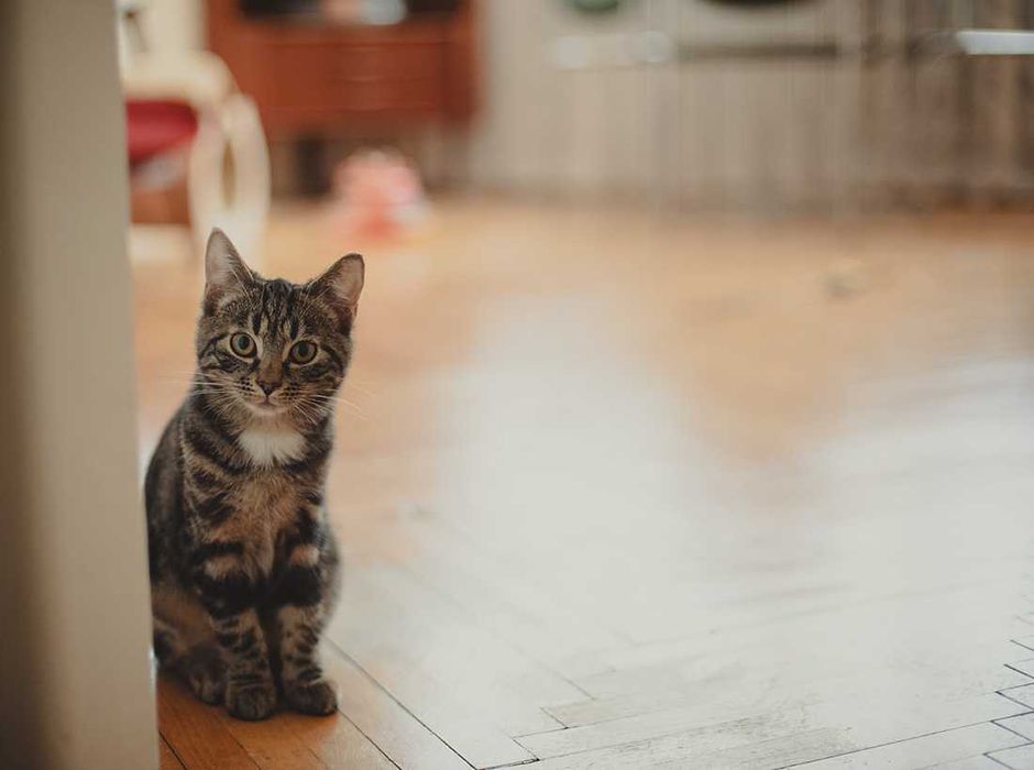 Kociak do adopcji - AMANT - 3 miesiące