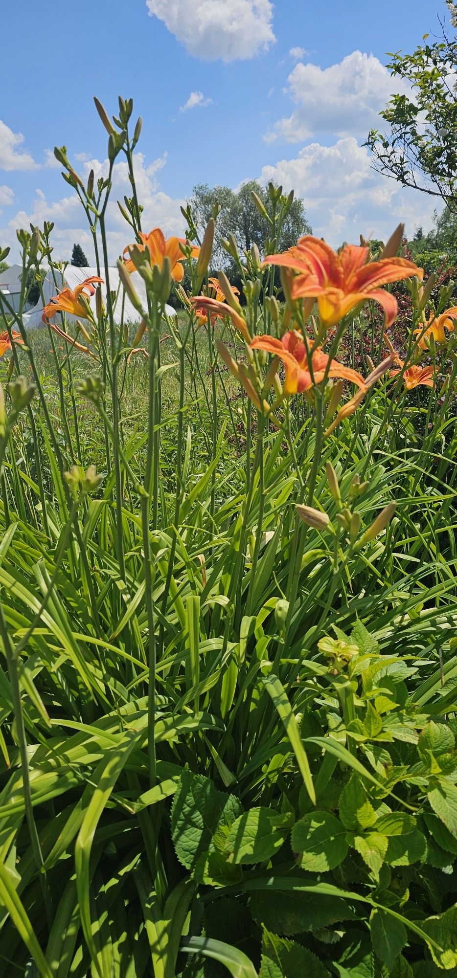 Liliowce wysokie