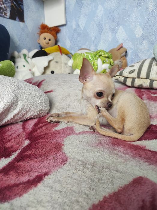 ЧУДО мини чихуашечка!!!
