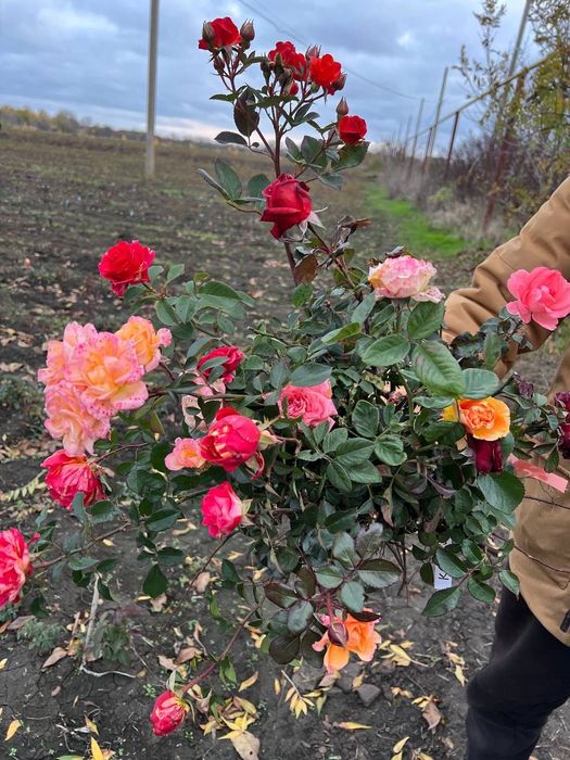 Саджанці троянд набори Ч/Г і Спрей