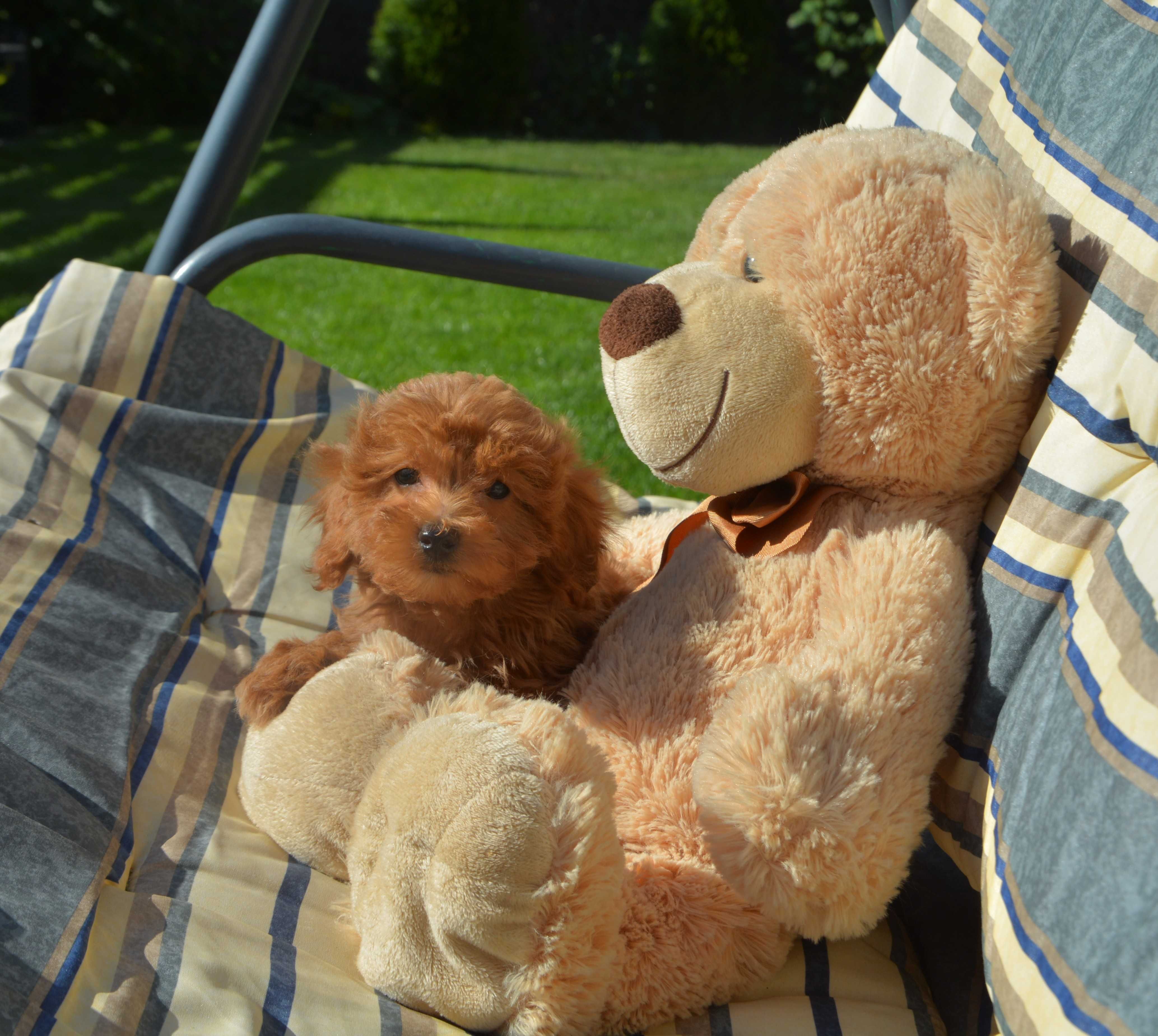 Piesek Maltipoo F1B Hodowla Centopia Warszawa
