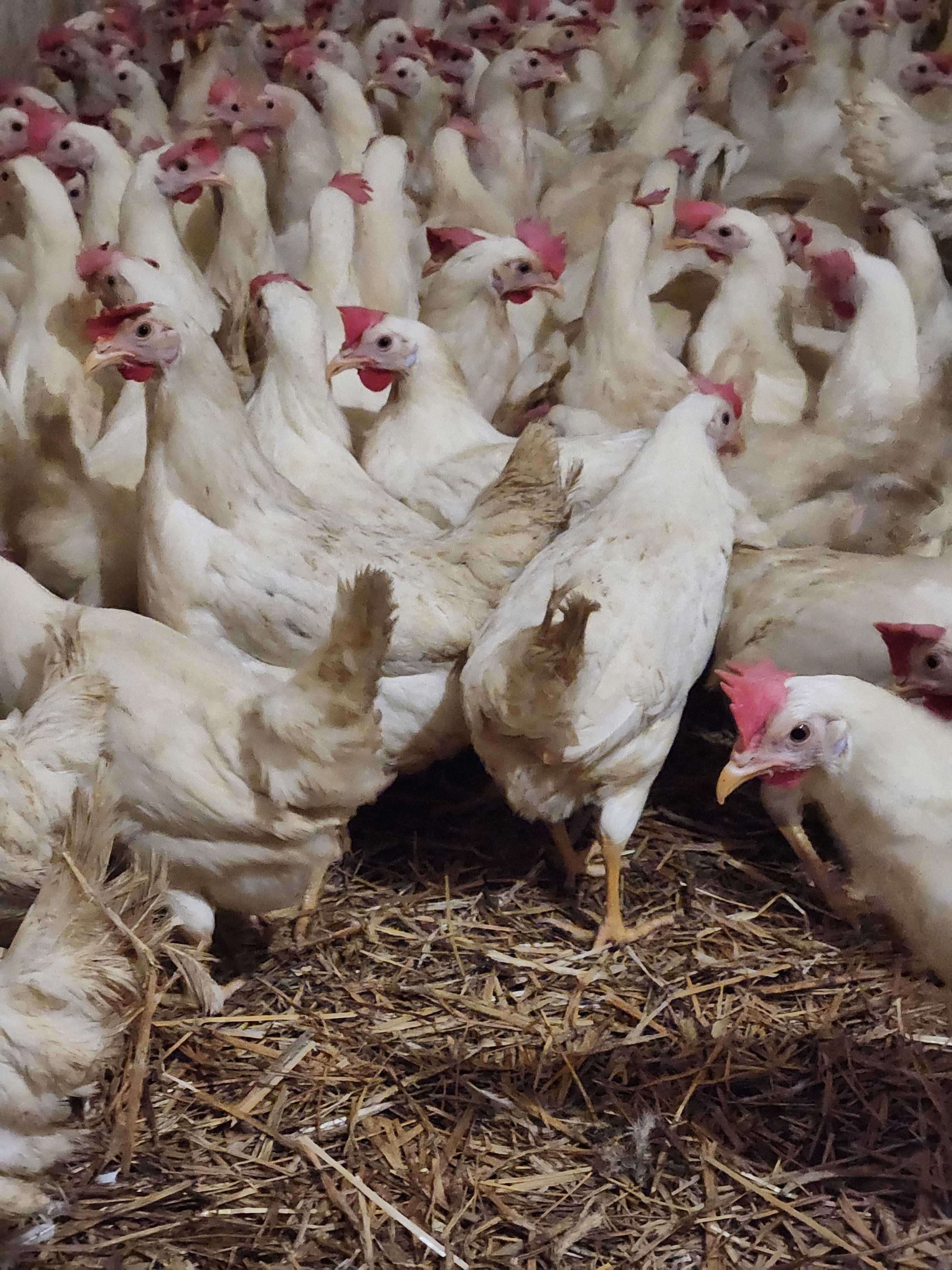 KURY z wolnego wybiegu ! NIOSKI rasy Messa Rossa Leghorn ! Dowóz !