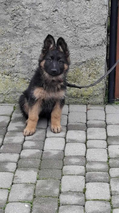 Owczarek niemiecki długowłosy sunia