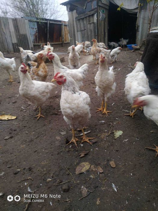 сельхоз животные