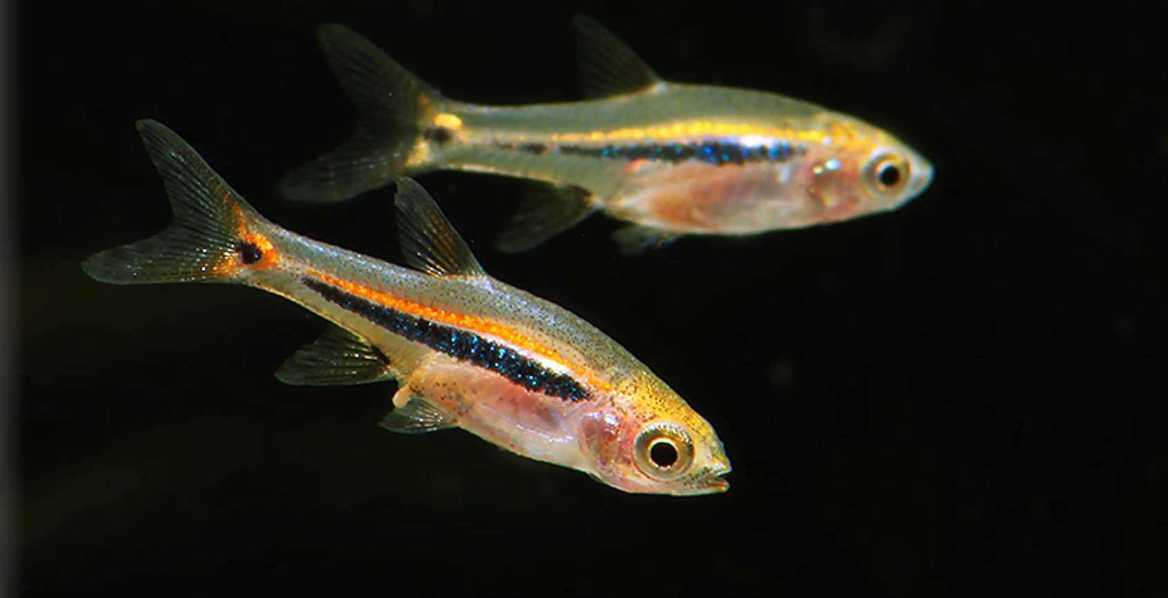 Razbora karłowata - Boraras urophthalmoides - Rasbora - dowóz, wysyłka