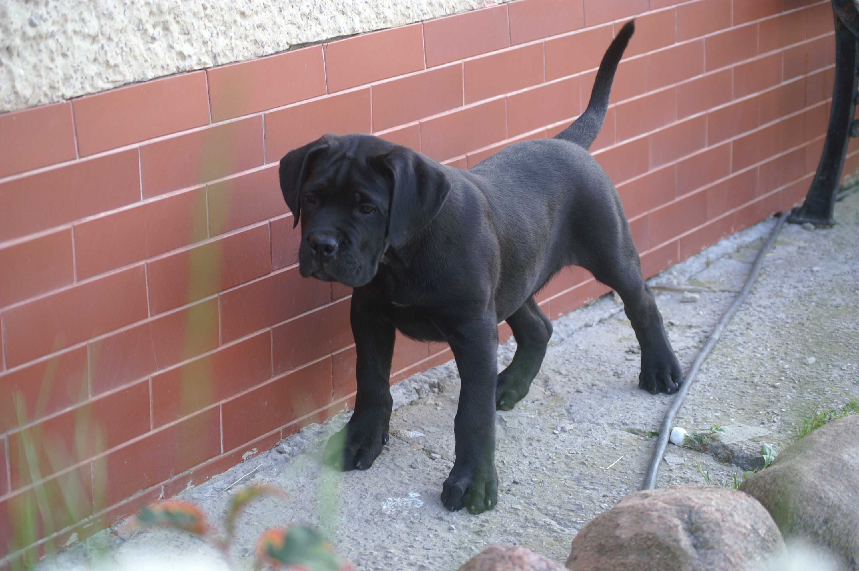 Cane corso FCI piesek zagraniczne krycie, POTĘGA