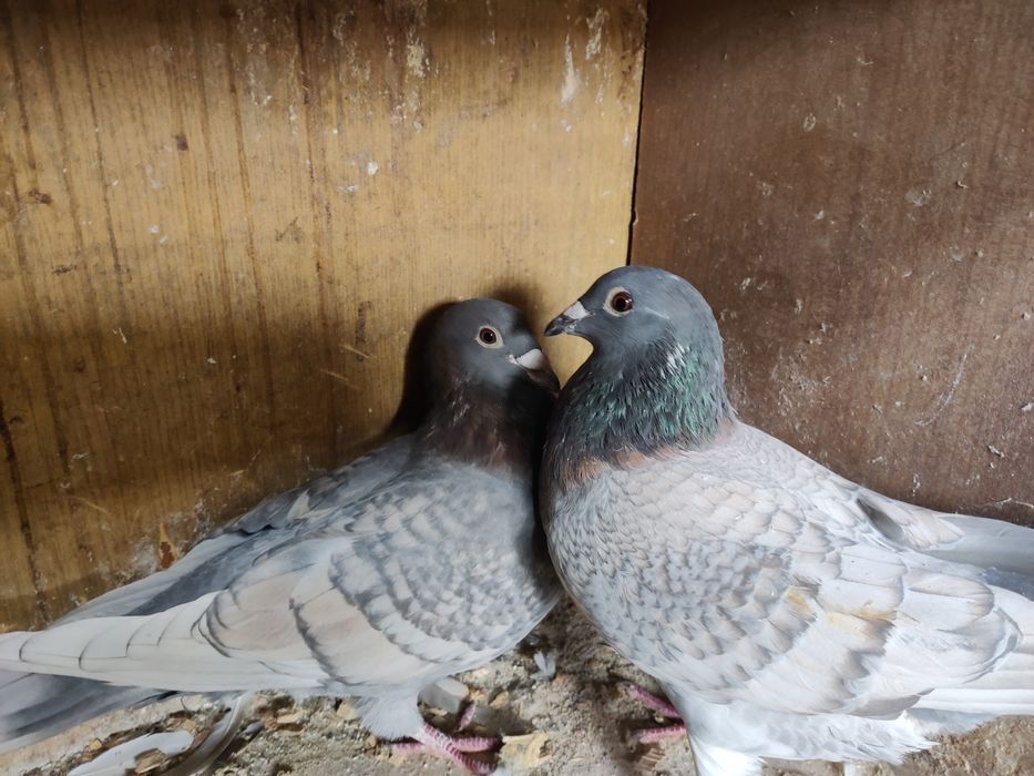 Gołębie pocztowe Adama Braszko