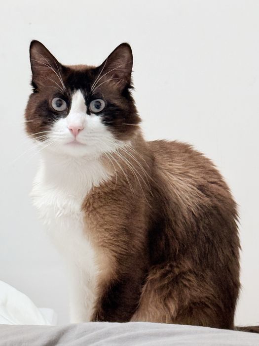 Doa se  gatinho muito docil