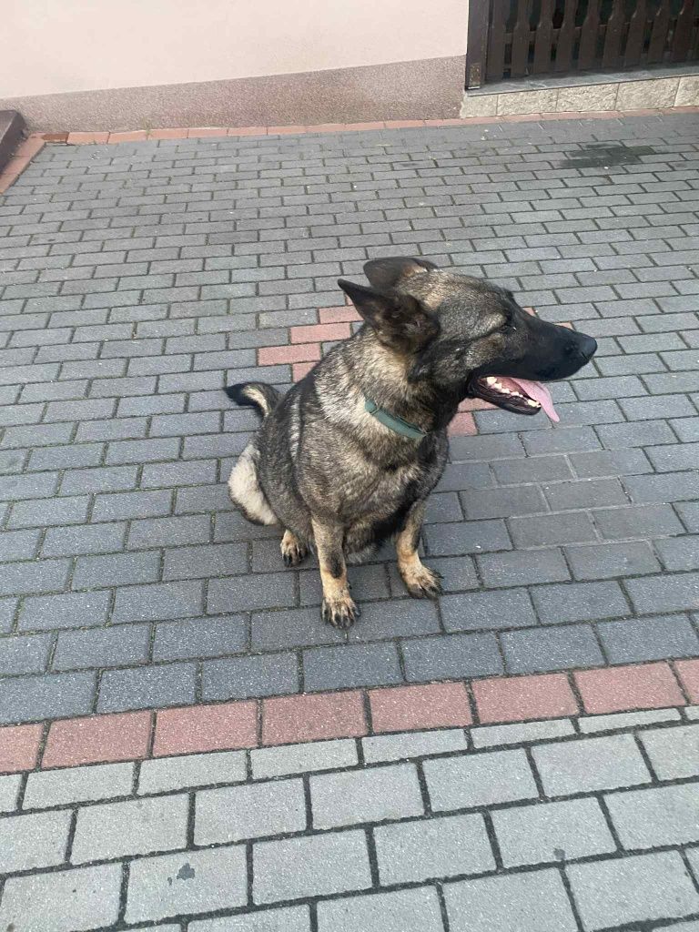 Owczarek niemiecki użytkowy