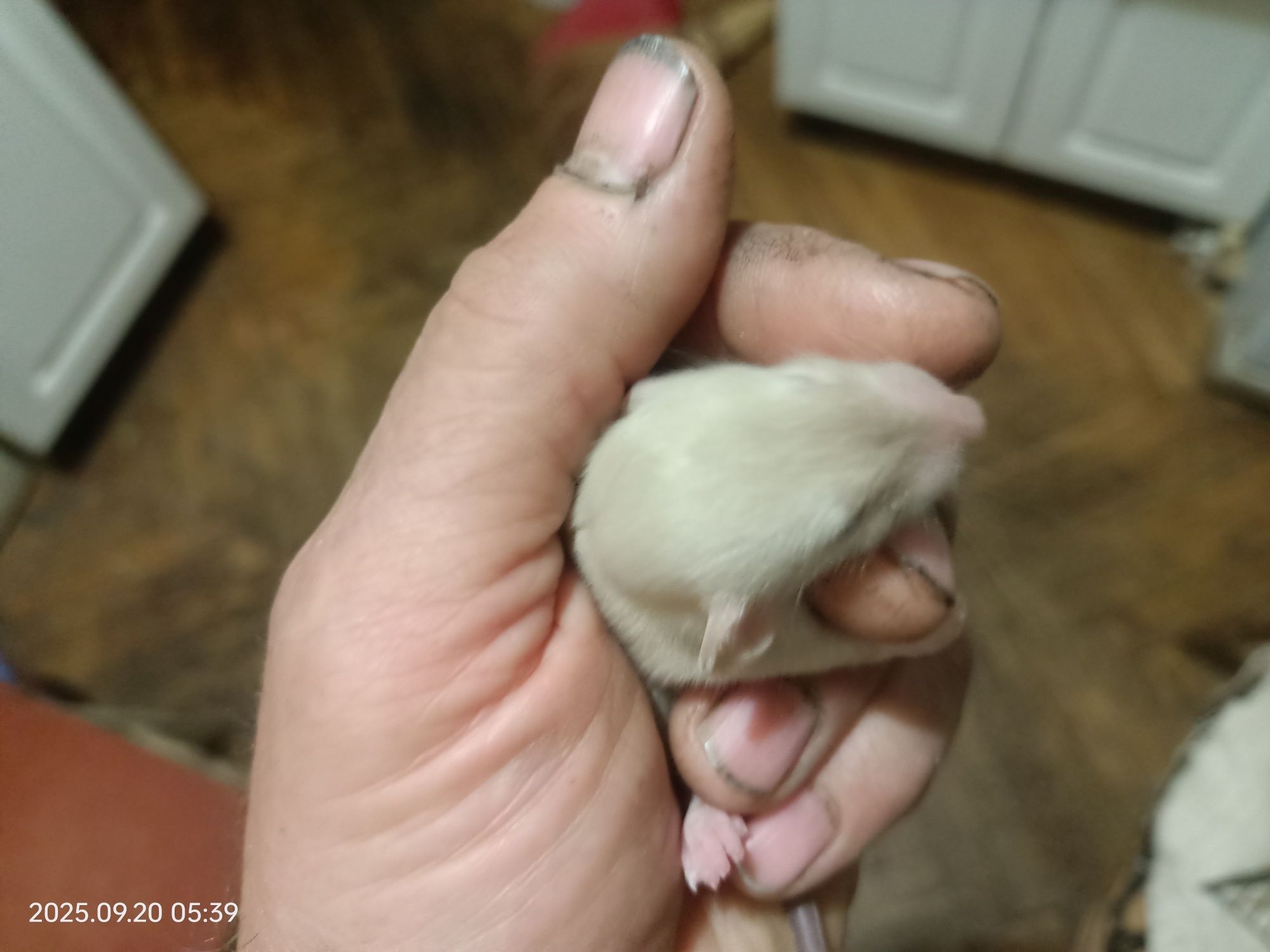 Криски Дамбо 3 тижні.