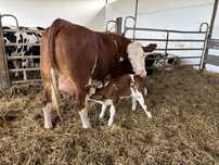 Pierwiastki krowy jałówki cielne Simental SM SIM Simmental