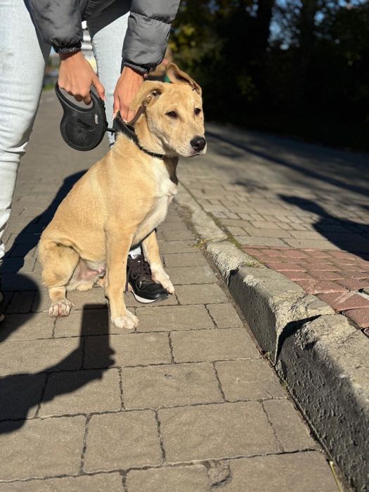 Цуценя собака щеня