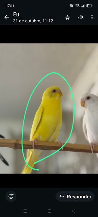 Periquito femea lutino