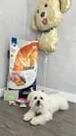 Фарміна корм N&D Pumpkin Grain Free Puppy Mini Lamb & Blueberry