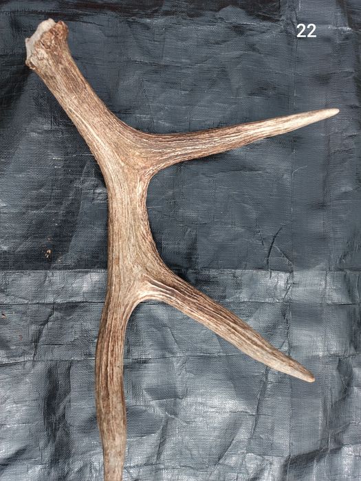 Sprzedam poroże łosia, jelenia, parostki koziołka