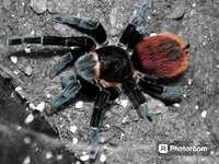 Паук птициед Brachypelma vagans самка