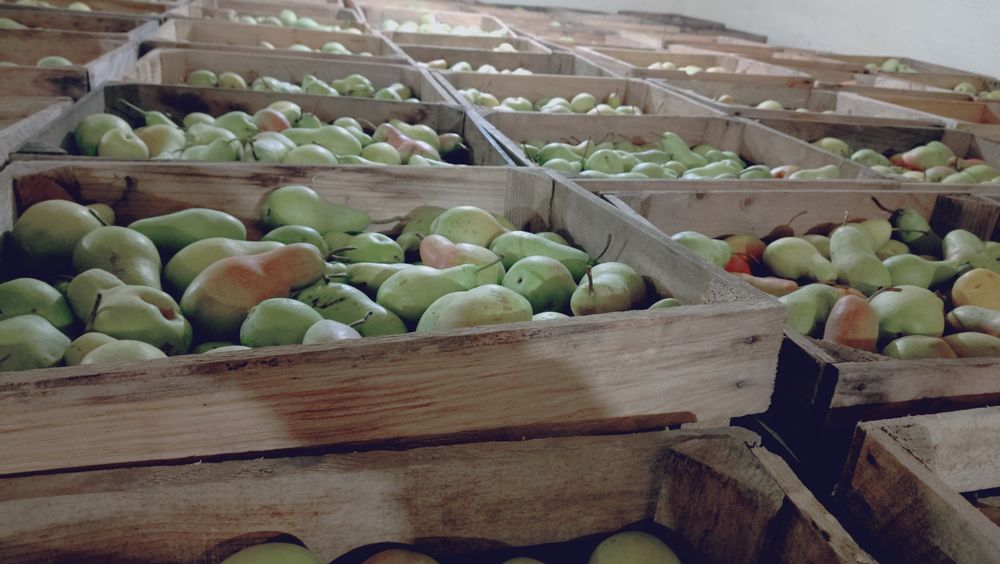 Продам грушу Талгарская Красавіца