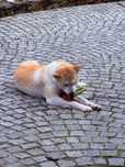 Akita inu para adoção