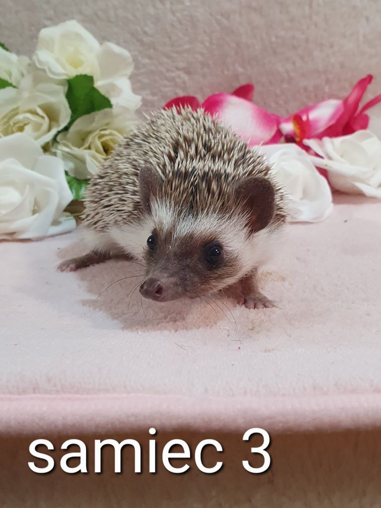 Jeż afrykanski jez pigmejski cudowne maluchy