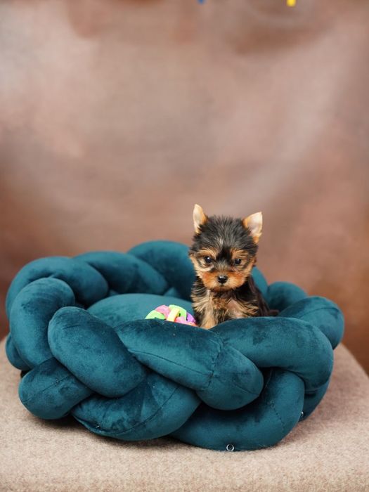 Маленька принцеса шукає замок — Йоркширська дівчинка!