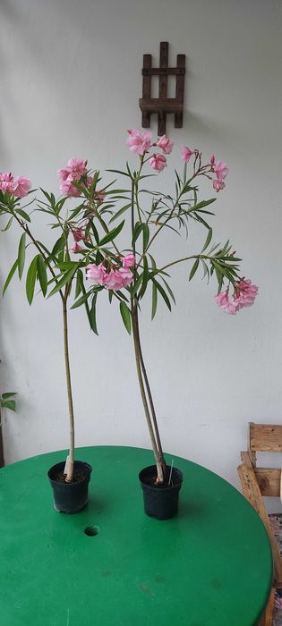 Oleander jasno różowy półpełny pachnący 90-100 cm  WYPRZEDAŻ